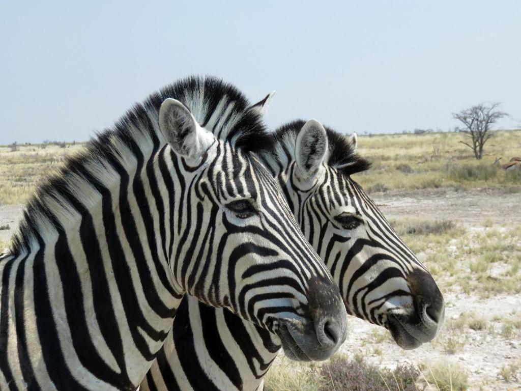 Etosha Safari Camp, Etosha National Park, Namibia Hotel Outjo Exterior foto