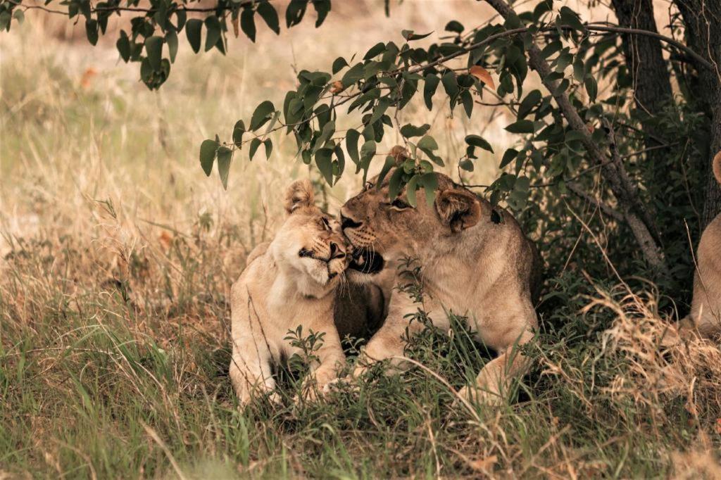 Etosha Safari Camp, Etosha National Park, Namibia Hotel Outjo Exterior foto