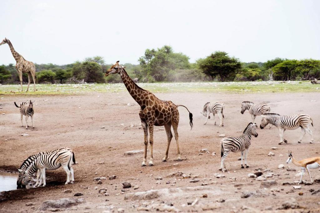 Etosha Safari Camp, Etosha National Park, Namibia Hotel Okaukuejo Exterior foto